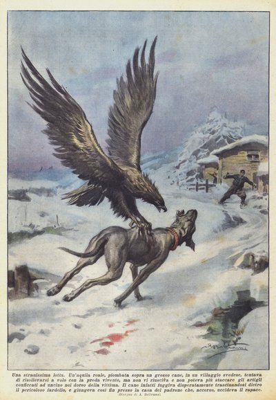 A Very Strange Fight by Achille Beltrame