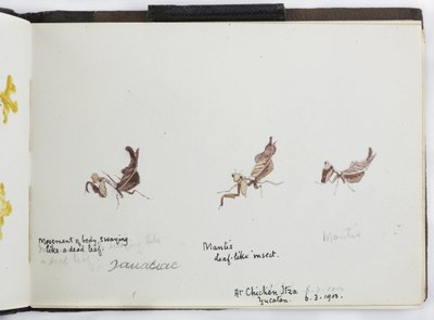 Sketchbook of Drawings and Notes, North and South America (including Mexico) by Adela Breton