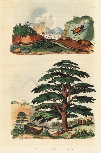 Cedar of Lebanon, Two-lined Caecilian and Click Beetles (engraving) by Adolph (after) Fries