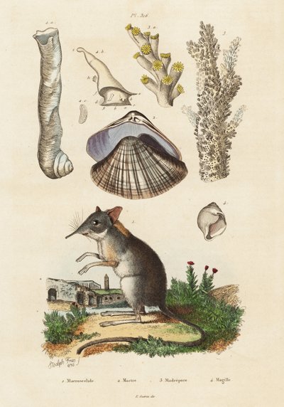 Elephant shrew, clam and corals (engraving) by Adolph (after) Fries