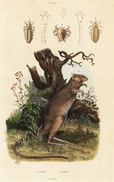 Long-Footed Potoroo and Lice Species by Adolph (after) Fries