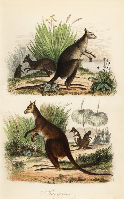 Red kangaroo, Macropus rufus (bottom), eastern grey kangaroo, Macropus giganteus (top right), and dusky wallaby, Thylogale brunii (top left) by Adolph (after) Fries