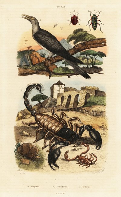 Scorpions and cuckoo by Adolph (after) Fries
