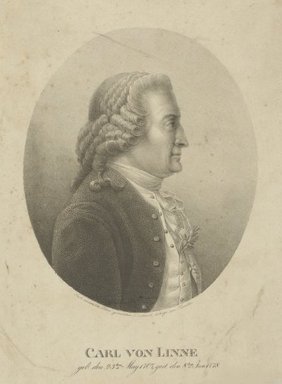 Portrait of Carl Linnaeus by Adolph Friedrich Kunike