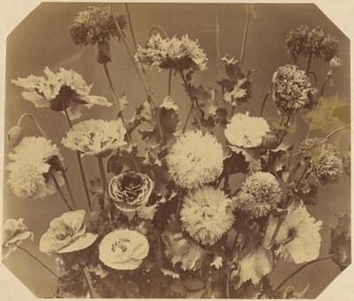 Flowers by Adolphe Braun