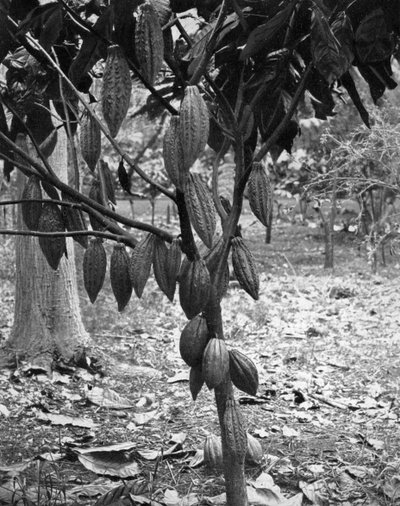 Cocoa tree, Jamaica, c1905 by Adolphe Duperly and Son