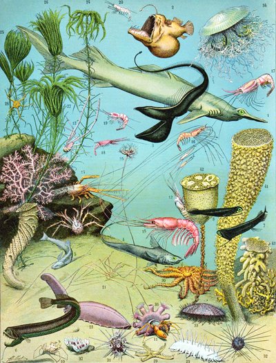Illustration of a Deepwater Ecosystem c.1923 by Adolphe Philippe Millot