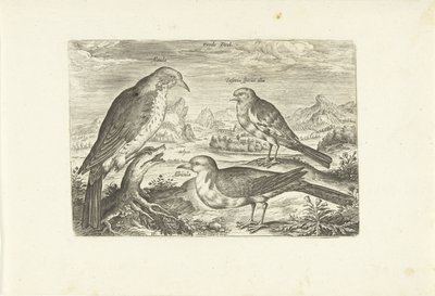 Three Birds in a Landscape by Adriaen Collaert