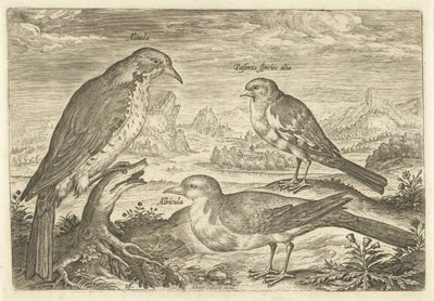 Three Birds in a Landscape (Living Birds) by Adriaen Collaert