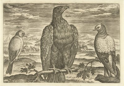 Three Birds in a Landscape (series title: Avivm Vivae, Birds) by Adriaen Collaert