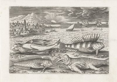 Some Fish and a Walrus on the Beach by Adriaen Collaert