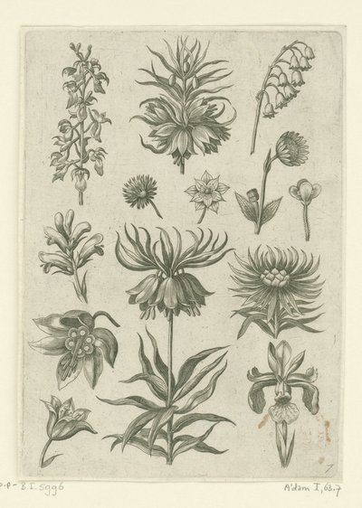 Crown Imperial, Orchid, and Lily of the Valley (series title) by Adriaen Collaert