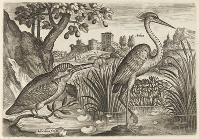 Kingfisher and Grey Heron by Adriaen Collaert