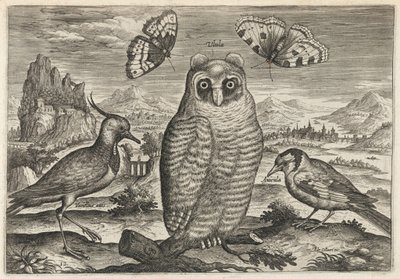 Lapwing, Long Eared Owl, and Goldfinch by Adriaen Collaert