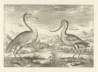 Two Wading Birds in a River Landscape (Birds Series) (Avivm Vivae Series) by Adriaen Collaert