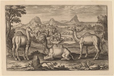 Two Dromedaries and a Camel by Adriaen Collaert