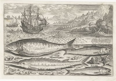 Four Fish on the Beach (Fish series) by Adriaen Collaert