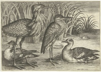 Four Wading Birds Along a Shore by Adriaen Collaert