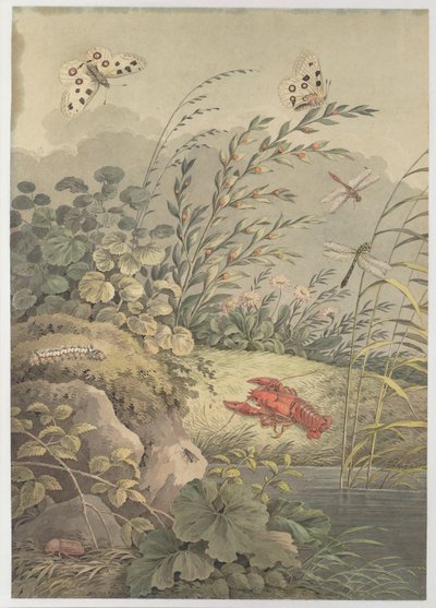 Piece of water with crab, butterflies, dragonflies and sea-buckthorn by Adrian Zingg