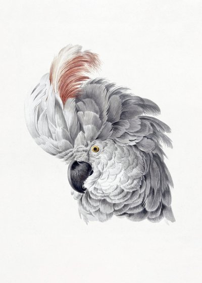 Cockatoo Head by Aert Schouman
