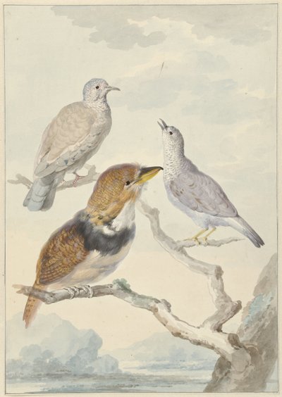 Three Birds, Two Inca Doves and a Collared Bearded Cuckoo by Aert Schouman