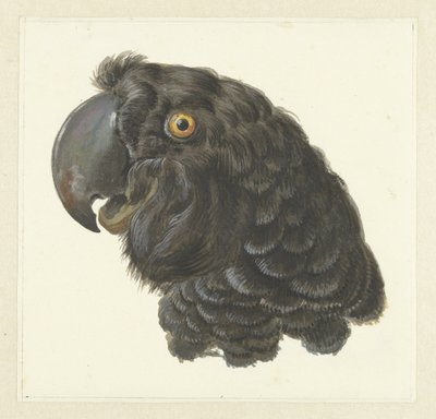 Head of a Cockatoo by Aert Schouman