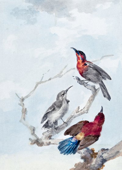 Three Crimson Sunbirds by Aert Schouman