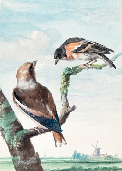 Two Birds Hawfinch by Aert Schouman