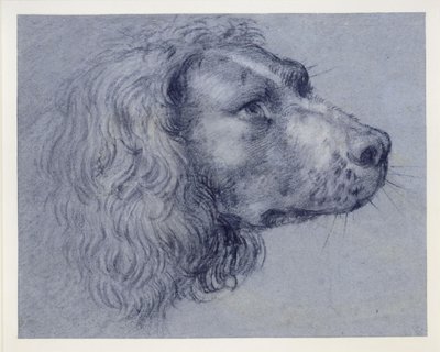 Head Study of a Spaniel by Agostino Carracci