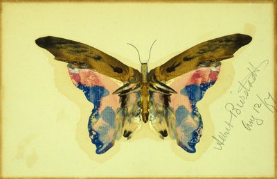 Butterfly by Albert Bierstadt