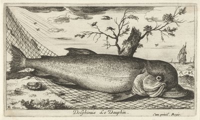 Dolphin in a Fishing Net (Delphinus Le Dauphin) (Fish and Other Sea Creatures - Saltwater Third Series) by Albert Flamen