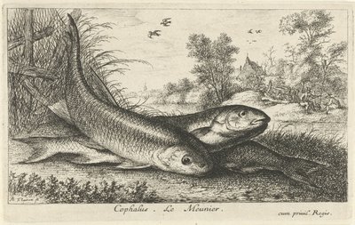 Three Chubs on a Riverbank (Fish and Other Sea Creatures - Freshwater First Series / Various Species of Freshwater Fish series) by Albert Flamen