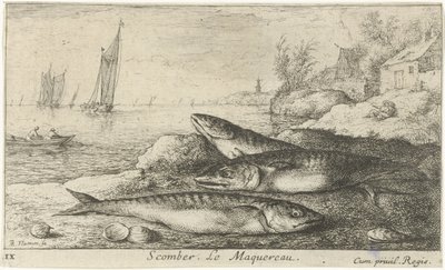 Three Mackerels on the Beach (Scomber. The Mackerel) (Fish and Other Sea Creatures - Saltwater First Series) (Various Species of Sea Fish) by Albert Flamen