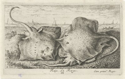 Three Rays on the Beach by Albert Flamen