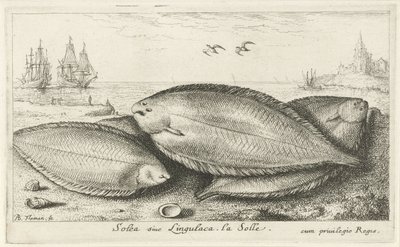 Three Soles on the Beach by Albert Flamen