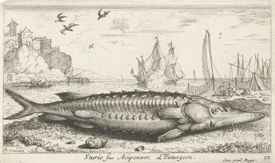Sturgeon on the Beach (Sturio siue Acipenser, L