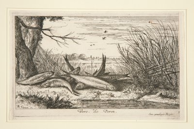 The Loach, from the second part of the Fresh Water Fish series by Albert Flamen