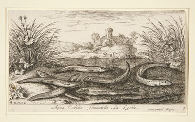 The Minnow, from the second part of the Fresh Water Fish series by Albert Flamen