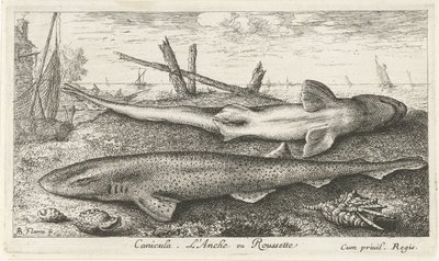 Two Dogfish on the Beach by Albert Flamen