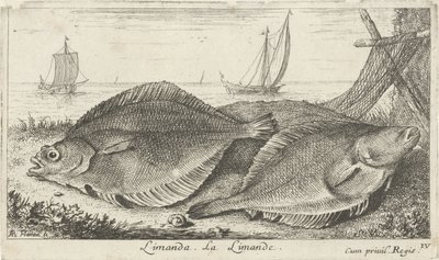 Two Flounders on the Beach by Albert Flamen