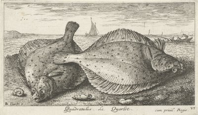 Two Plaices on the Beach (Quadratulus. The Quarlet) (Fish and Other Sea Creatures - Saltwater Third Series) (Sea Fish) by Albert Flamen