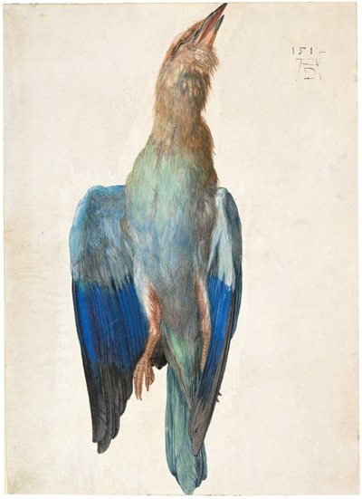 Dead Bluebird by Albrecht Dürer