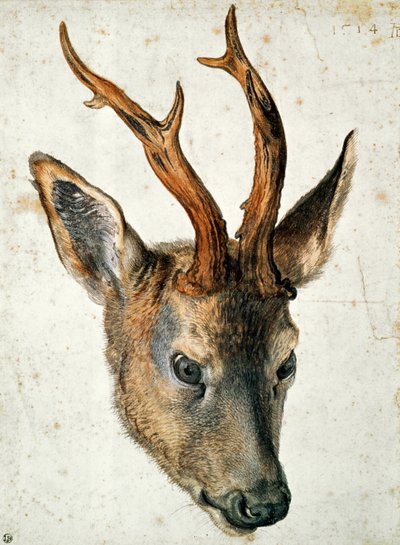 Head of a Roe Deer by Albrecht Dürer