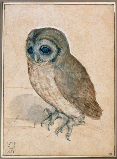 The Little Owl by Albrecht Dürer or Duerer