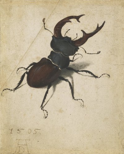 Stag beetle by Albrecht Dürer