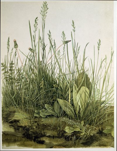 The Large Piece of Turf by Albrecht Dürer or Duerer