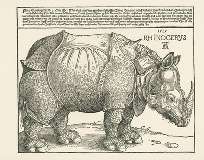 The Rhinoceros by Albrecht Dürer or Duerer