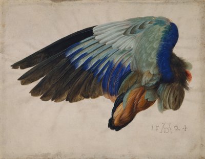 Wing of a European Roller by Albrecht Dürer