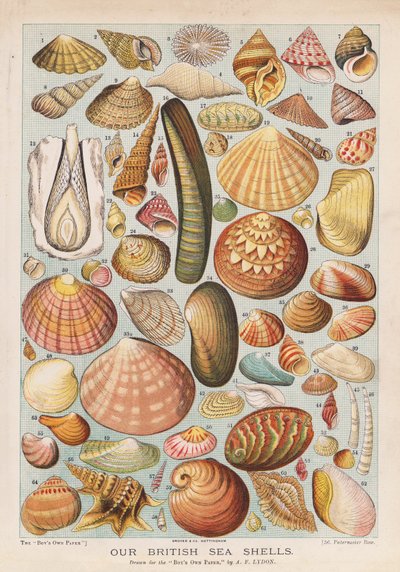 British sea shells by Alexander Francis (after) Lydon
