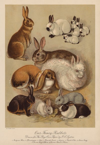Rabbits by Alexander Francis (after) Lydon